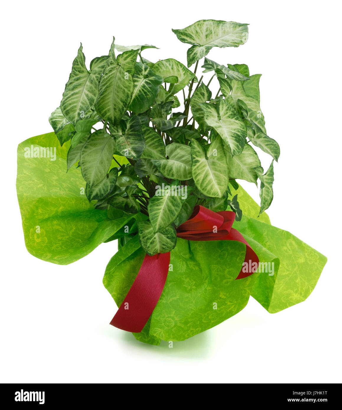 dekorative Zierpflanze Hausbau Blatt innen isoliert Farbe Blume Stockfoto