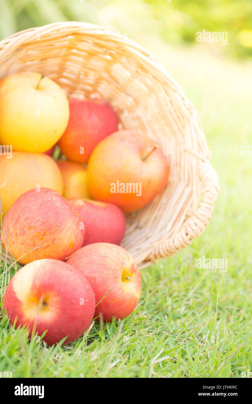 Äpfel im Weidenkorb auf Rasen Stockfoto