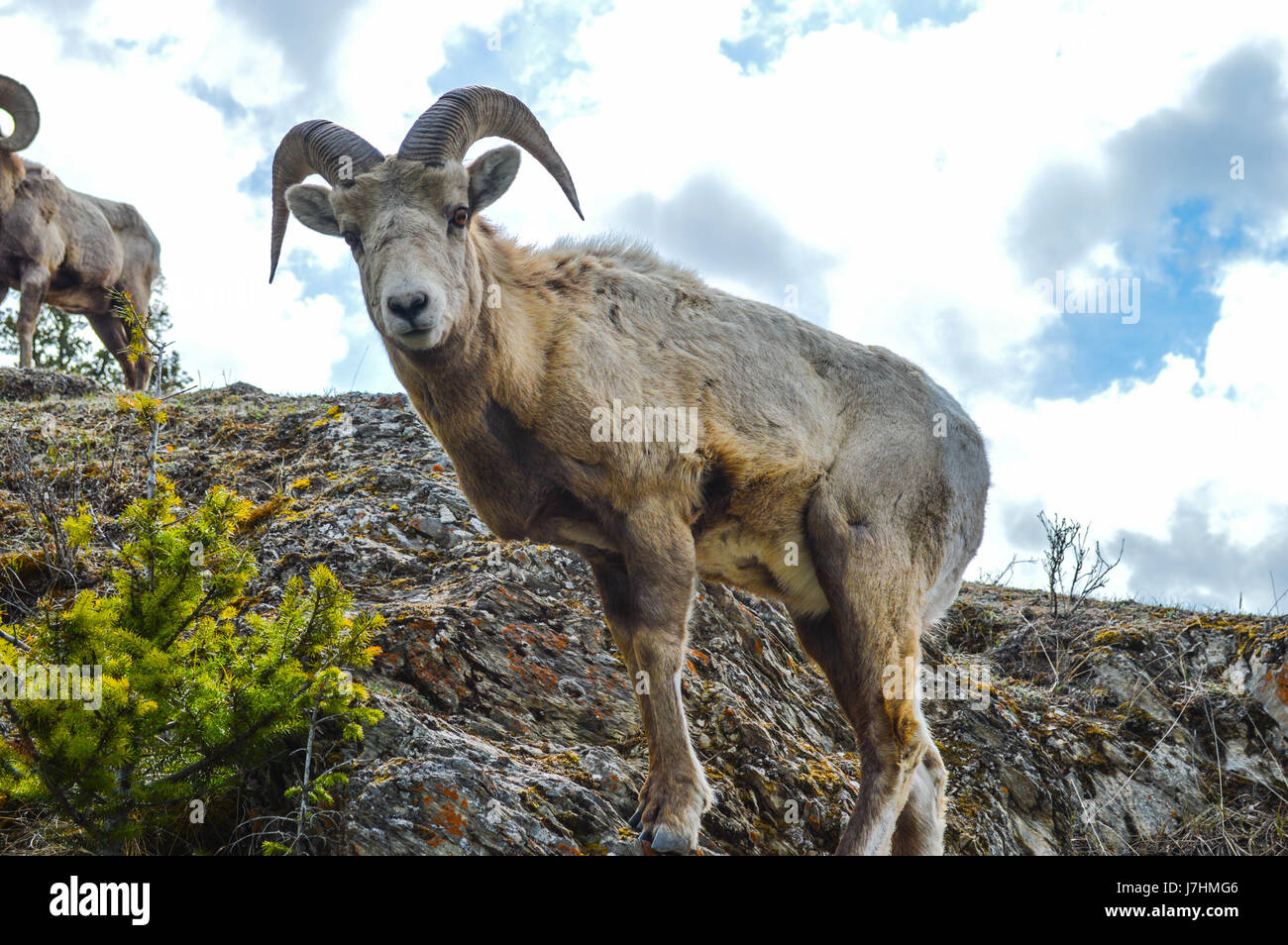 Wilde Rams In Jasper, AB Stockfoto