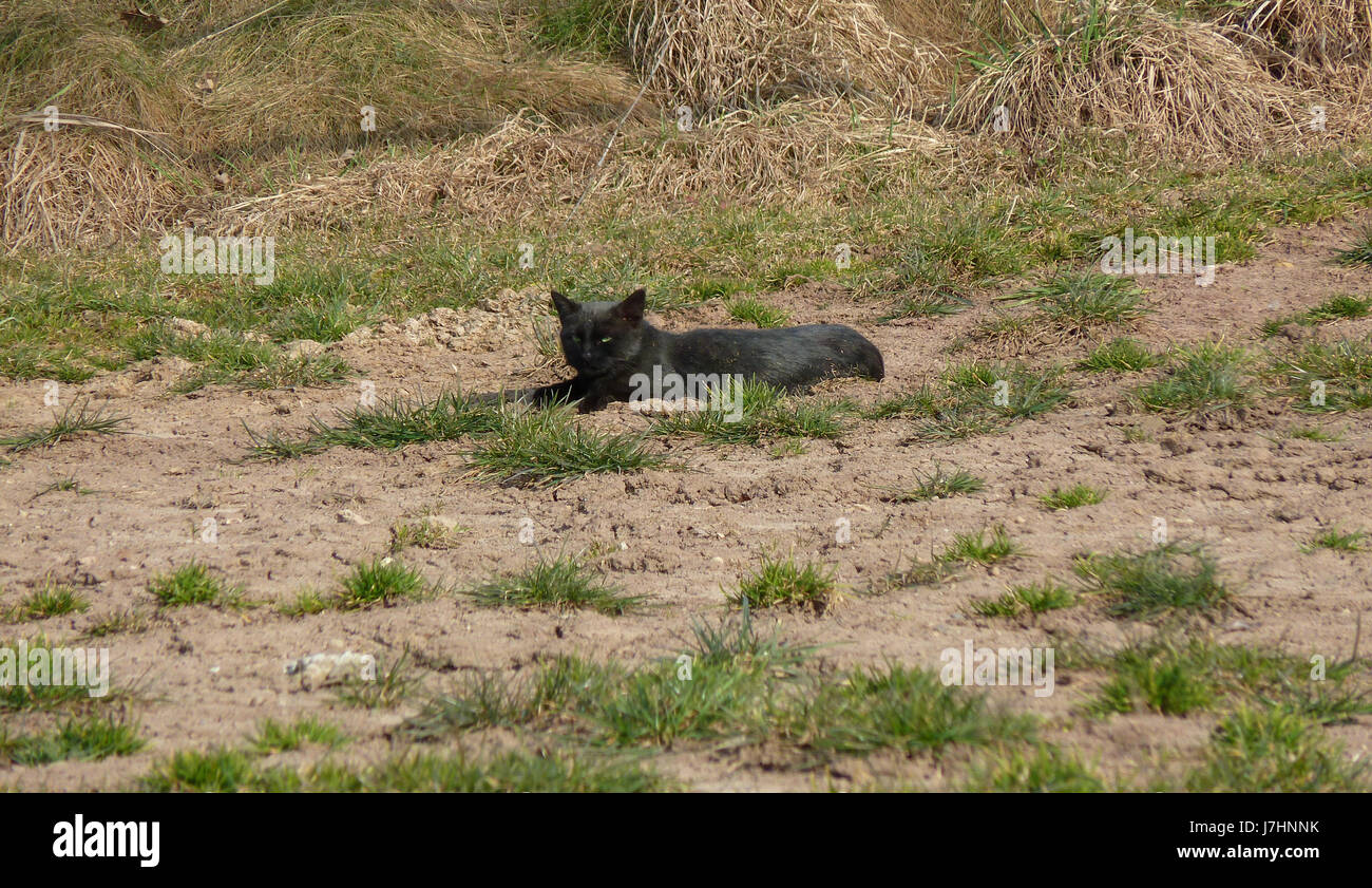Tier Haustier Säugetier schwarze dunkelhäutige kohlschwarze tiefschwarze Bauernhof Pussycat Katze in- Stockfoto