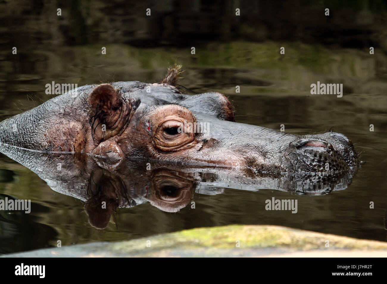 Säugetier Spiegelung Tierschutz Nilpferd Hippo stark kalkhaltiges Wasser Natur Stockfoto
