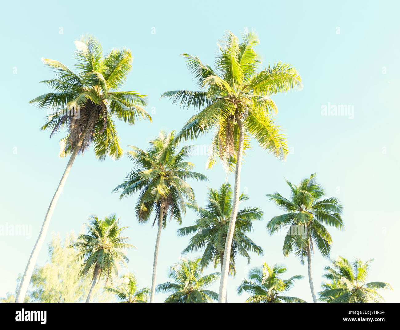 Kokos-Palmen gegen den blauen Himmel.  Niedrigen Winkel Ansicht. Getönten Bild Stockfoto