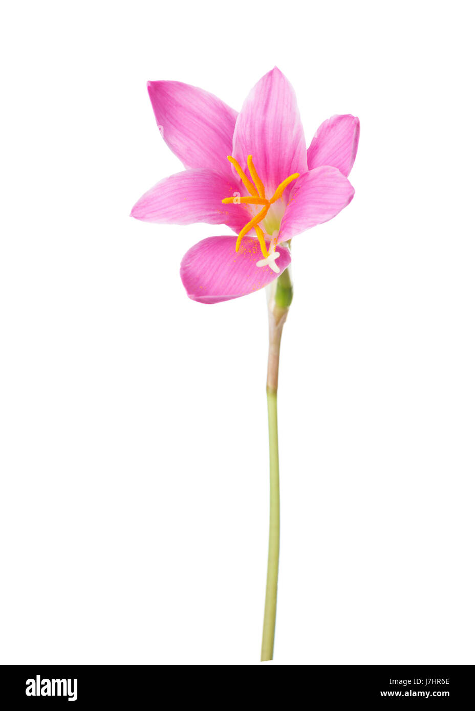 Rosa Lilie isoliert auf einem weißen Hintergrund. Zephyranthes candida Stockfoto