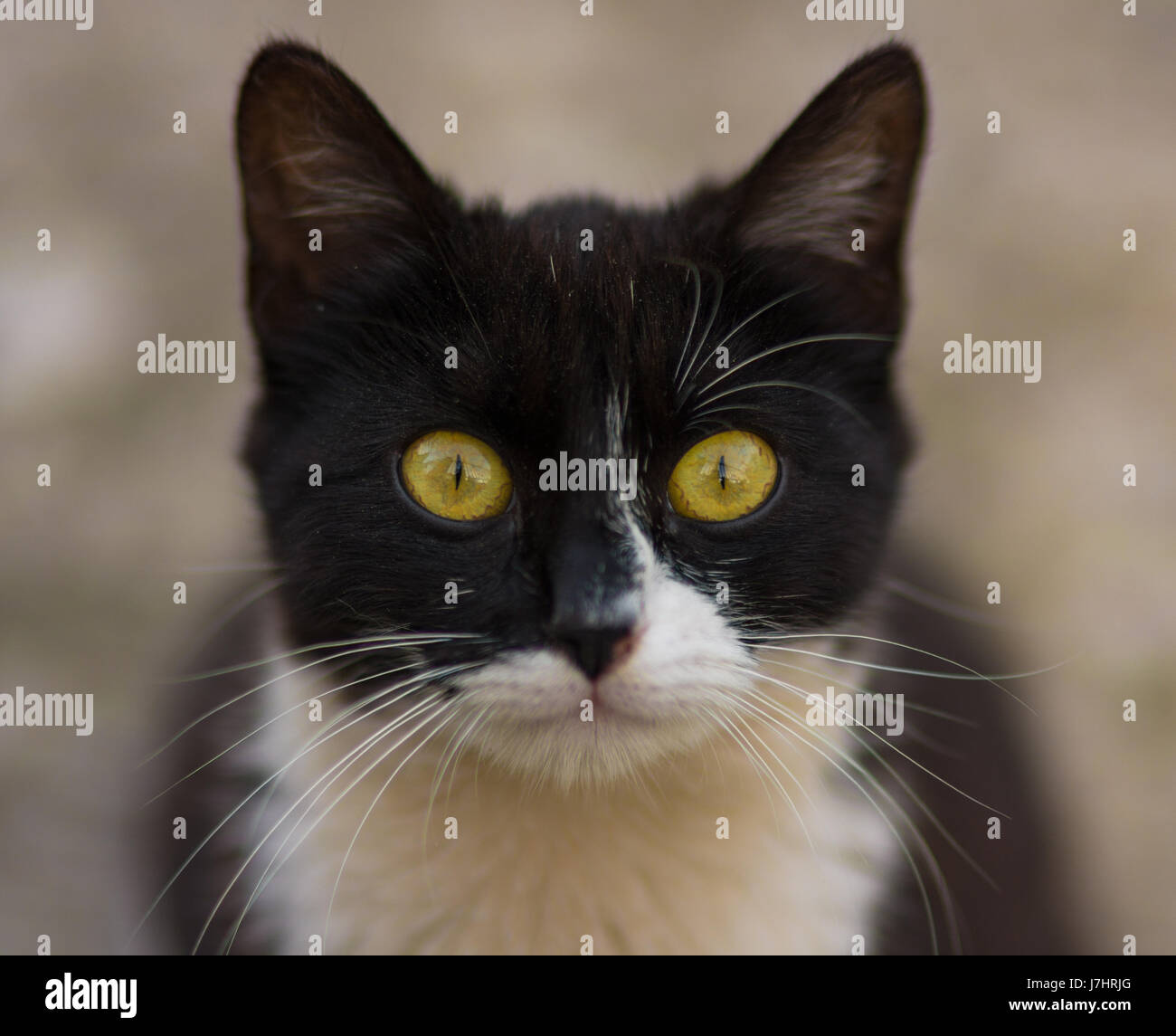 Schuss von eine Straßenkatze hautnah Stockfoto