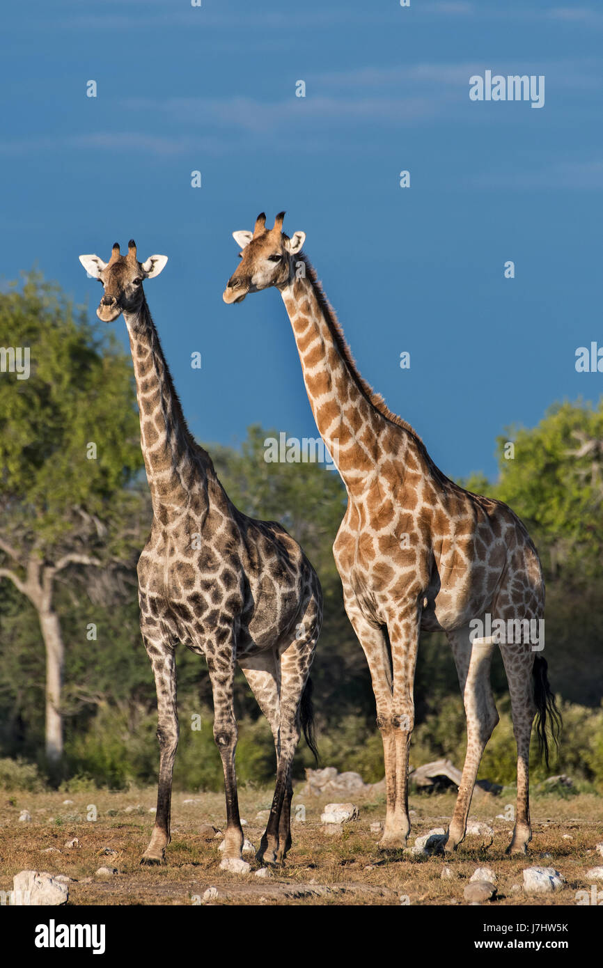 Sudafricane Giraffe (Giraffa Giraffa Giraffa), südlichen Giraffen Stockfoto