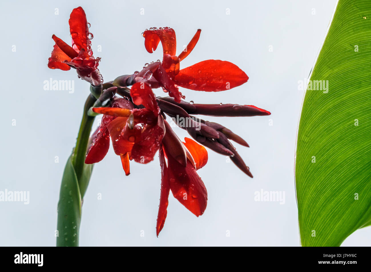 Arrowroot Blume Stockfoto