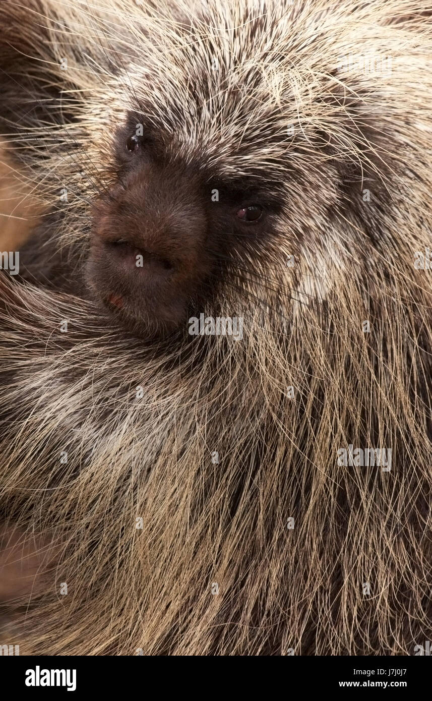 North American Porcupine (Erethizon Dorsatum) Stockfoto