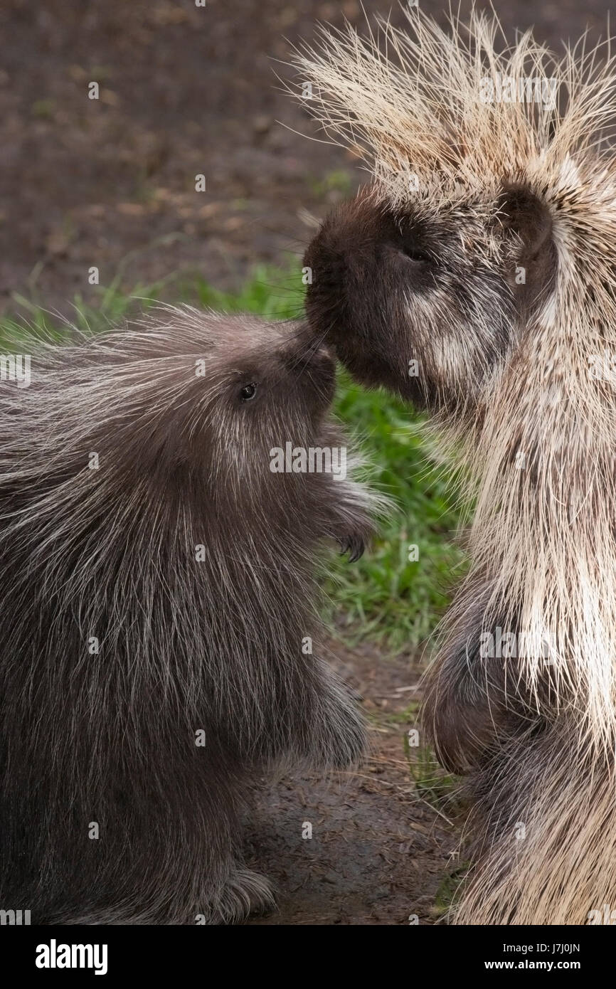 Nordamerikanische Porcupine Mutter und Baby, die Nasen berühren (Erethizon dorsatum) Stockfoto