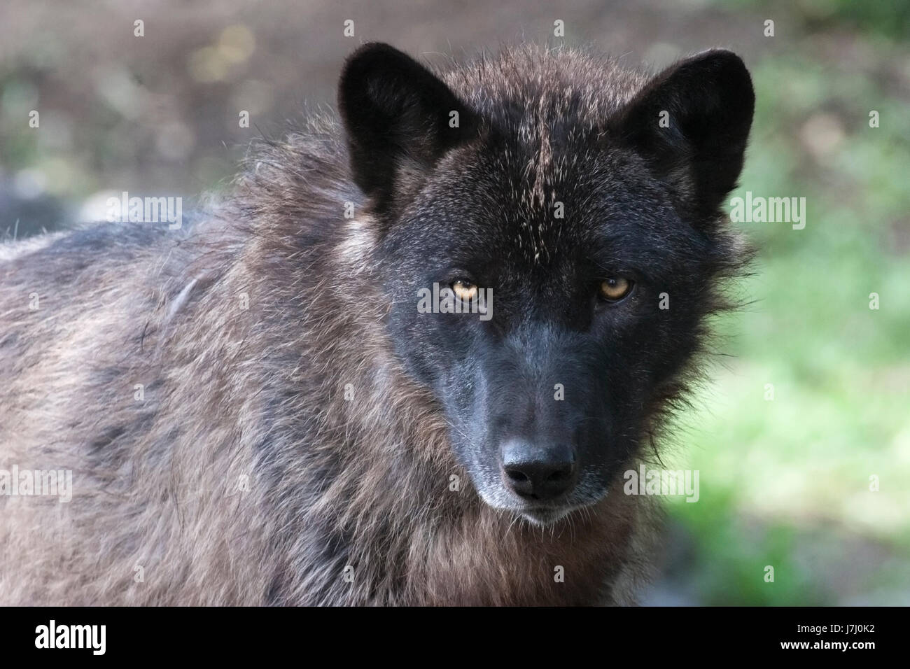 Grauer Wolf (Canis Lupus) in der kanadischen Wildnis Zoo Ausstellung Stockfoto