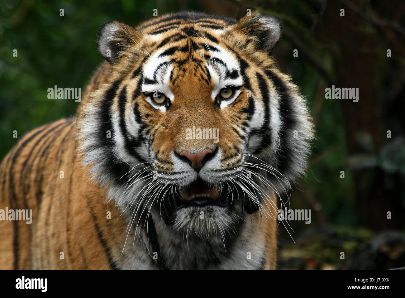 genaueren Blick Stockfoto