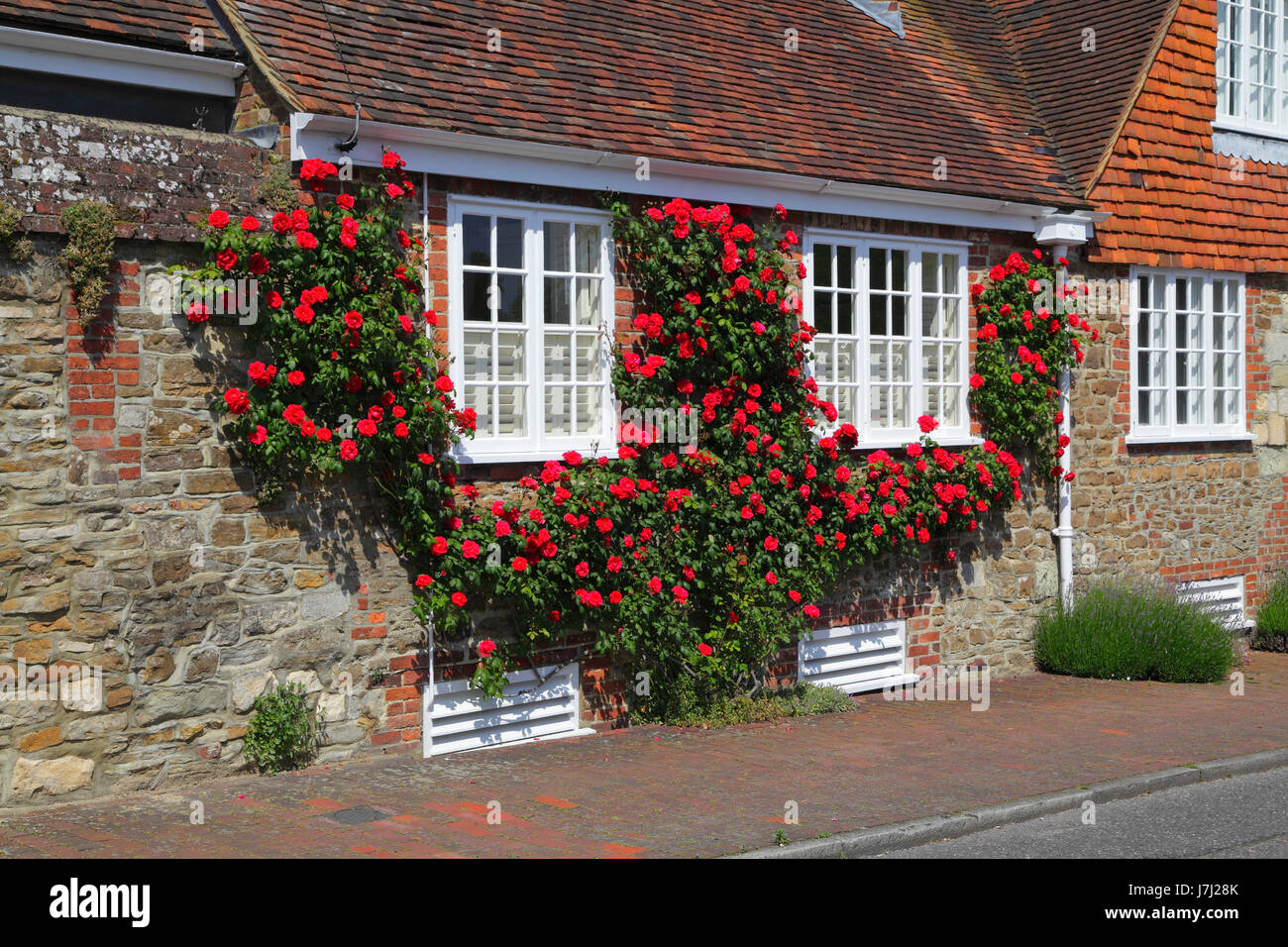 Rote Rosen gepflückt Windows in Winchelsea, East Sussex, UK, GB Stockfoto