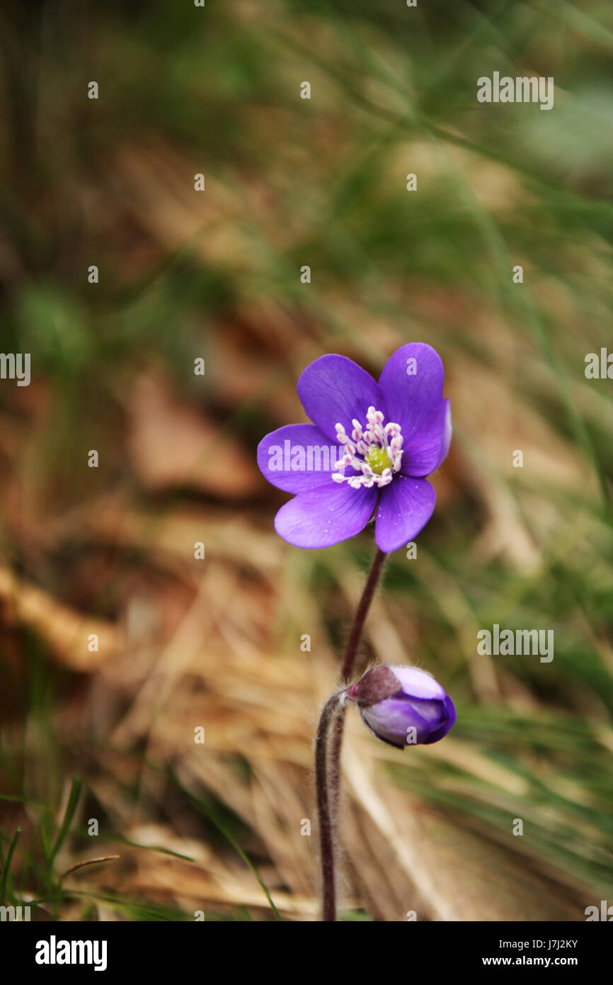 Leberblüchen -Fotos und -Bildmaterial in hoher Auflösung – Alamy