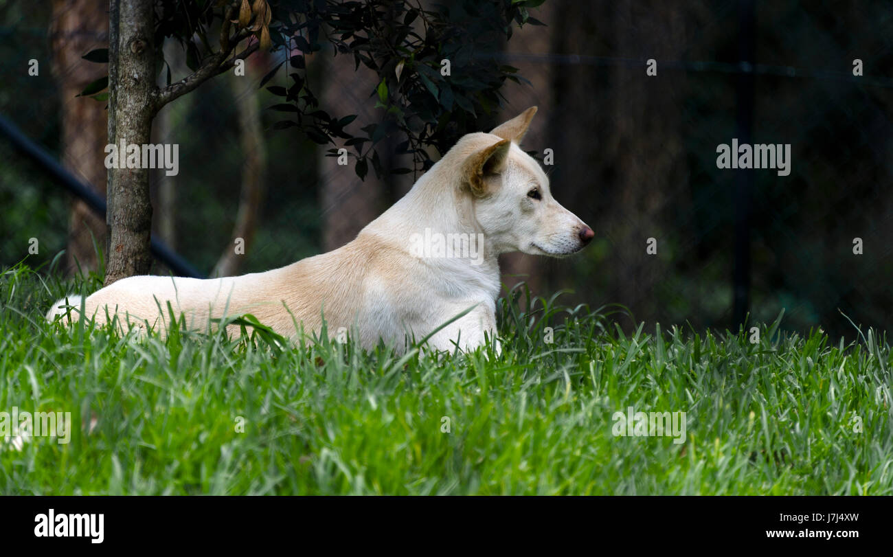 Tier, Wild, Hund, Tiere, Emblem, Dingo, Australien, New South Wales Stockfoto