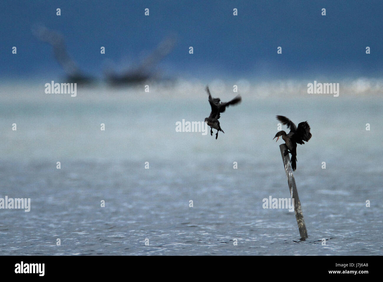 Neretva-Delta, Kroatien Stockfoto