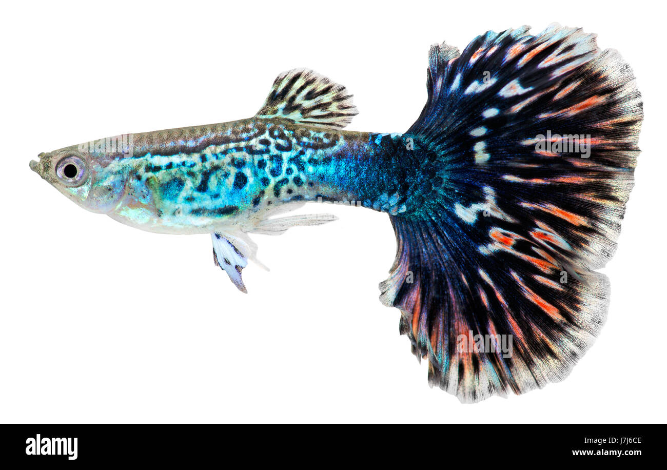 Haustier Fische Süßwasser Wasserblau isoliert grünen Fisch Haustier klein  klein wenig zu kurz Stockfotografie - Alamy
