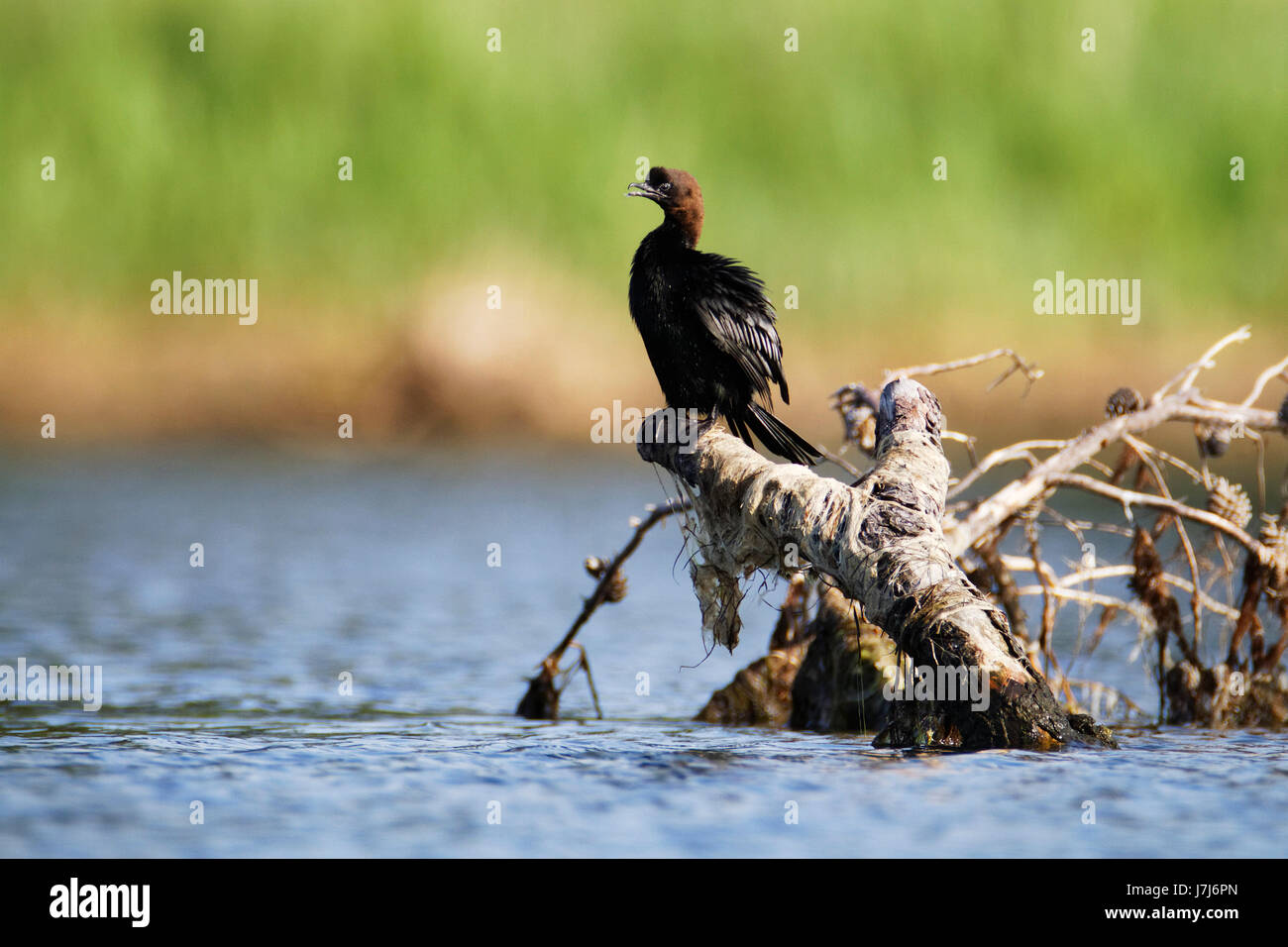 Neretva-Delta, Kroatien Stockfoto