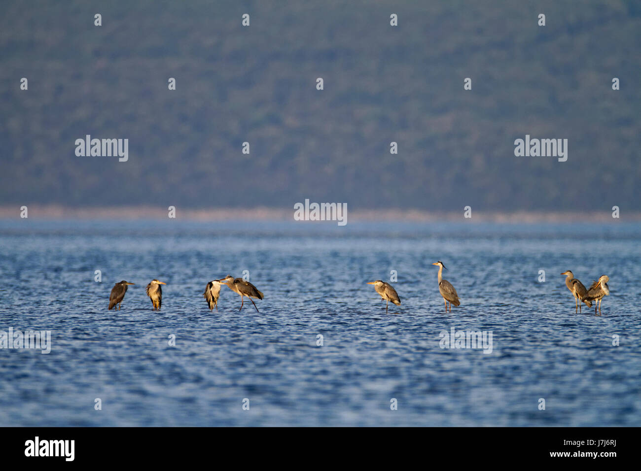 Neretva-Delta, Kroatien Stockfoto