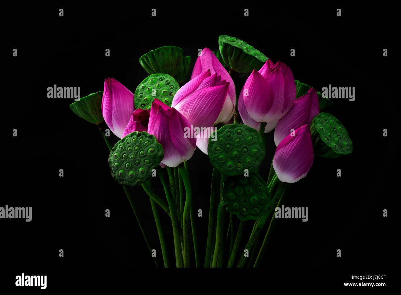 Pink Lotus Blumen auf schwarzem Hintergrund Stockfoto