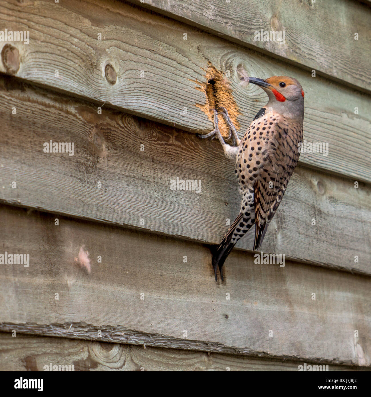 Ein männlicher nördlichen Flimmern hämmerte ein Loch für sich selbst und herausziehen Glasfaserisolierungen in Vancouver BC. Stockfoto