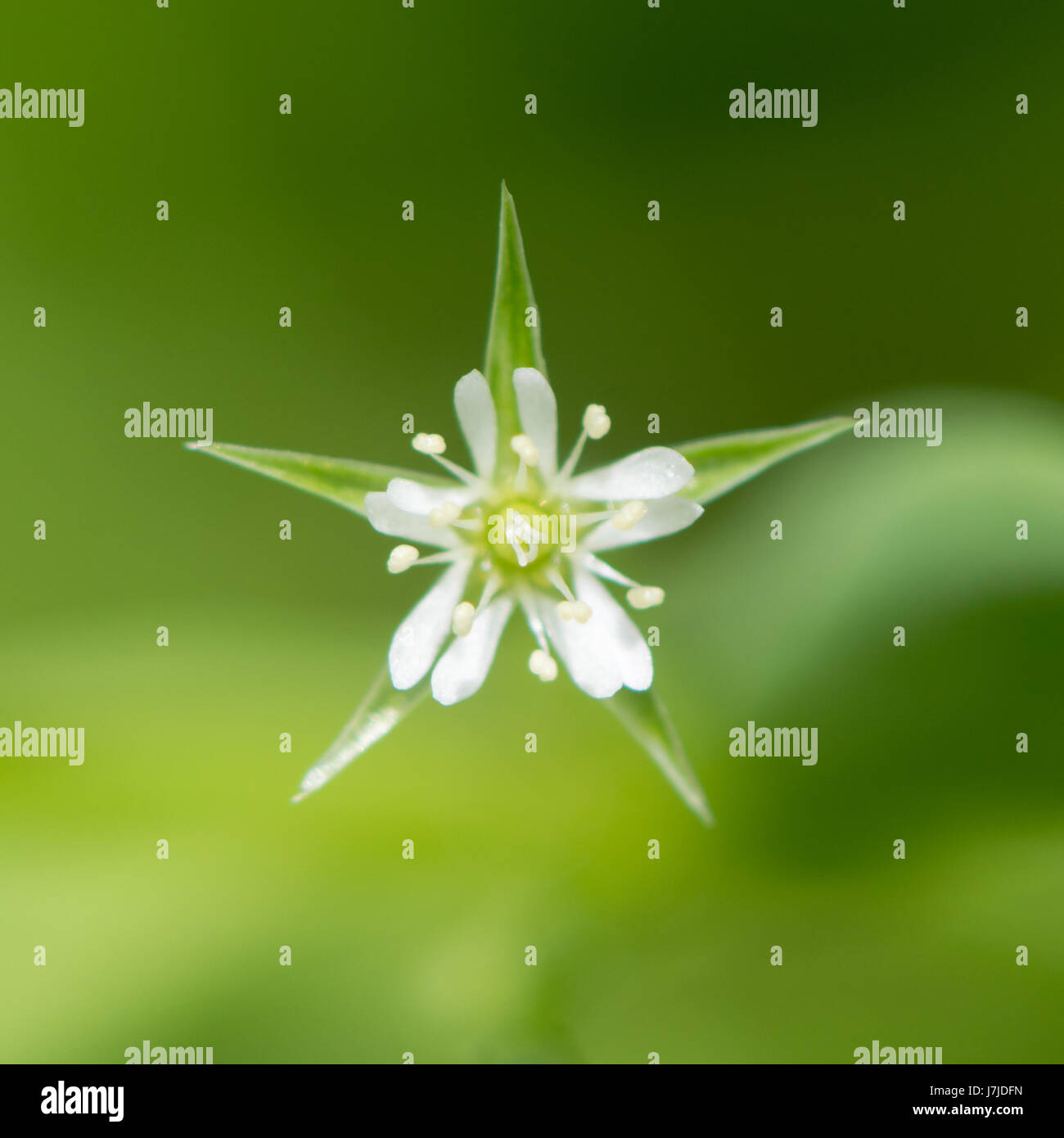 Moor Stitchwort (Stellaria Alsine) Blume. Weiße Blume Pflanze in Familie Caryophyllaceae, mit Blütenblättern Split mehr als zur Hälfte und kürzer als die Kelchblätter Stockfoto