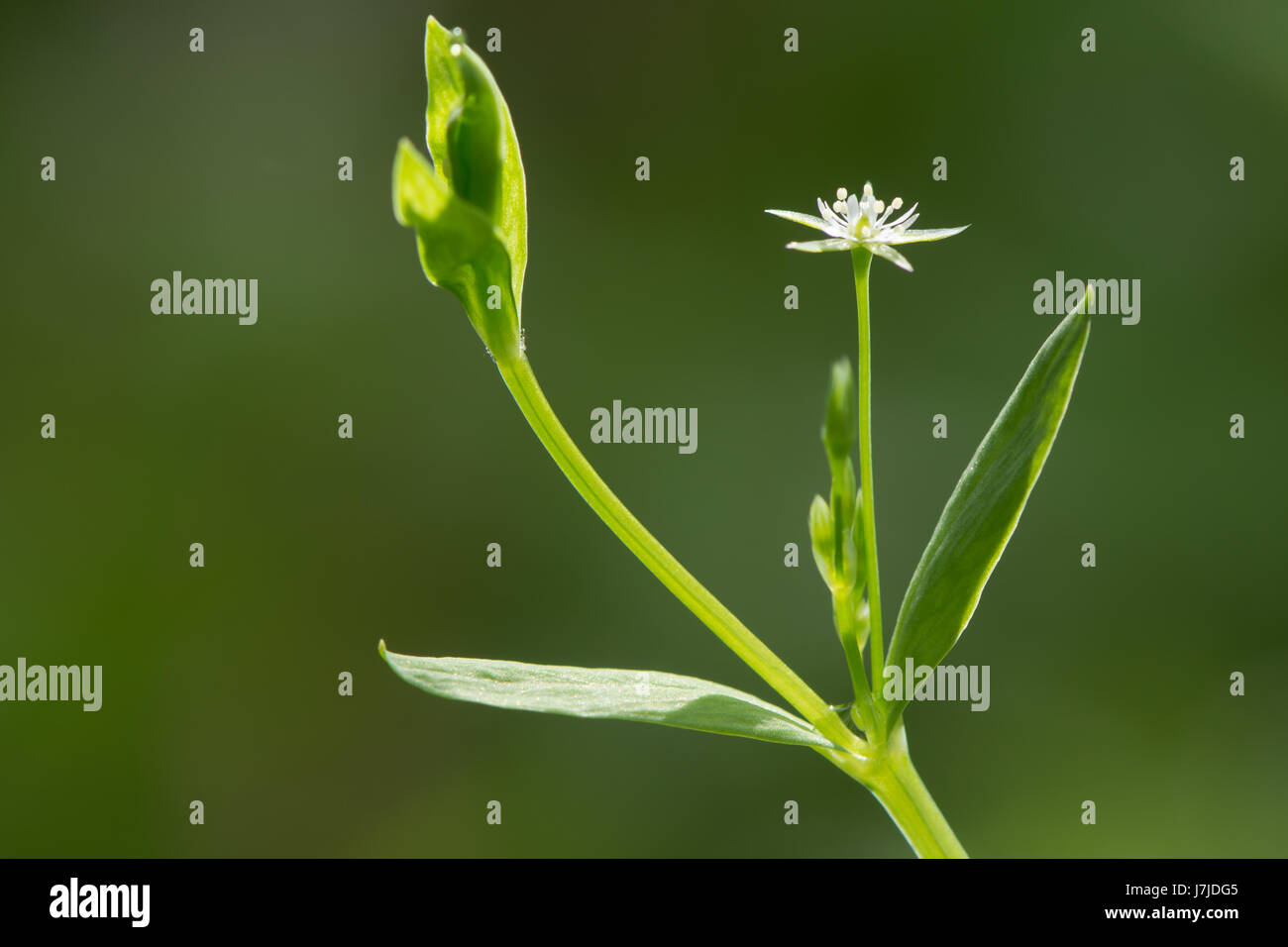 Bog Stitchwort (Stellaria Alsine) in Blüte. Kurze kriechende Pflanze mit weißen Blüten in der Familie Caryophyllaceae, wächst in nassen Wald Stockfoto