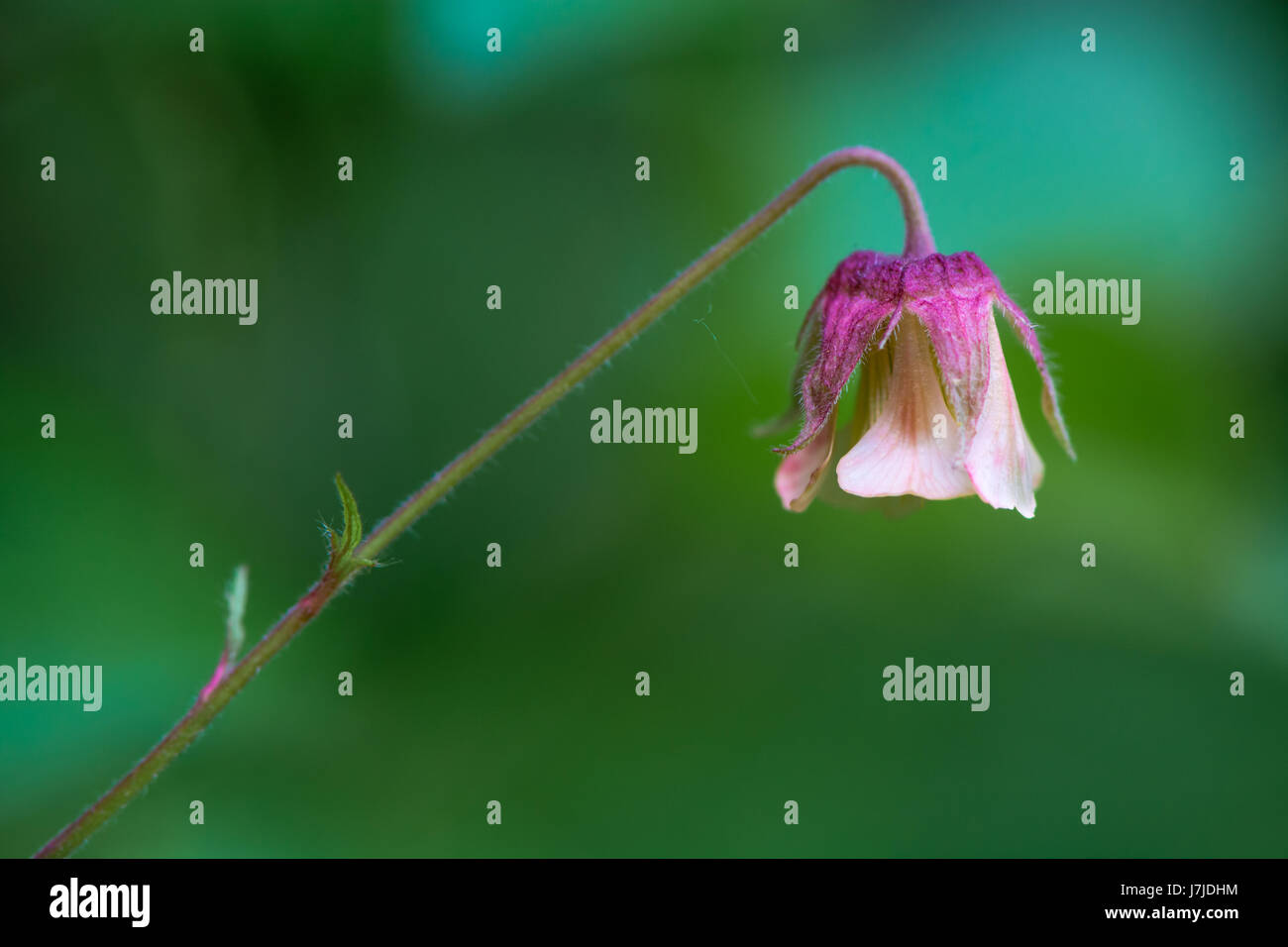 Wasser Avens (Geum Rivale) Blume. Nickend, rosa Blume mit lila Kelch-Werks in der Familie der Rosengewächse (Rosengewächse), wächst in einem britischen Waldgebiet Stockfoto