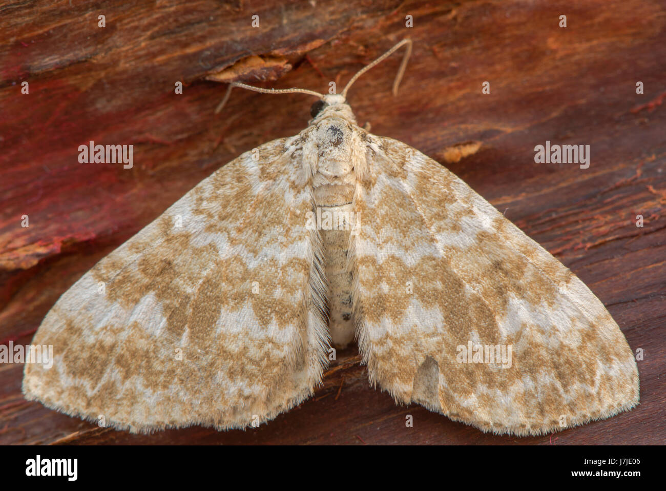 Sandy-Teppich (Perizoma Flavofasciata)-Motte. Sandy farbige Insekt in der Familie Geometridae, ruht auf Rinde Stockfoto