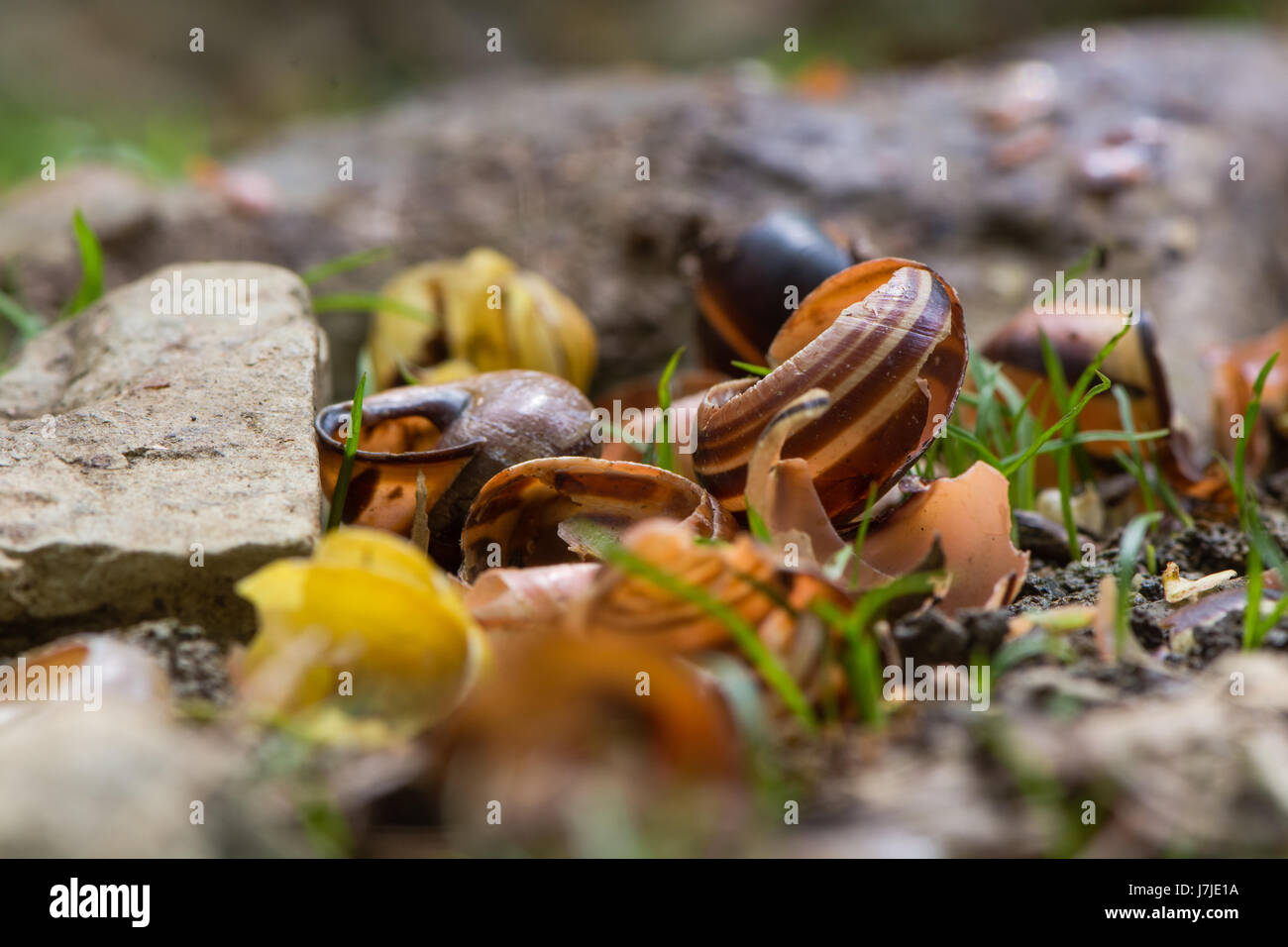 Schneckenhäuser Singdrossel (Turdus Philomelus) aufgeschlüsselt. Haufen von kaputte Muscheln von Steinen verwendet, um Beute der Vogel in der Familie Turdidae zerschlagen Stockfoto