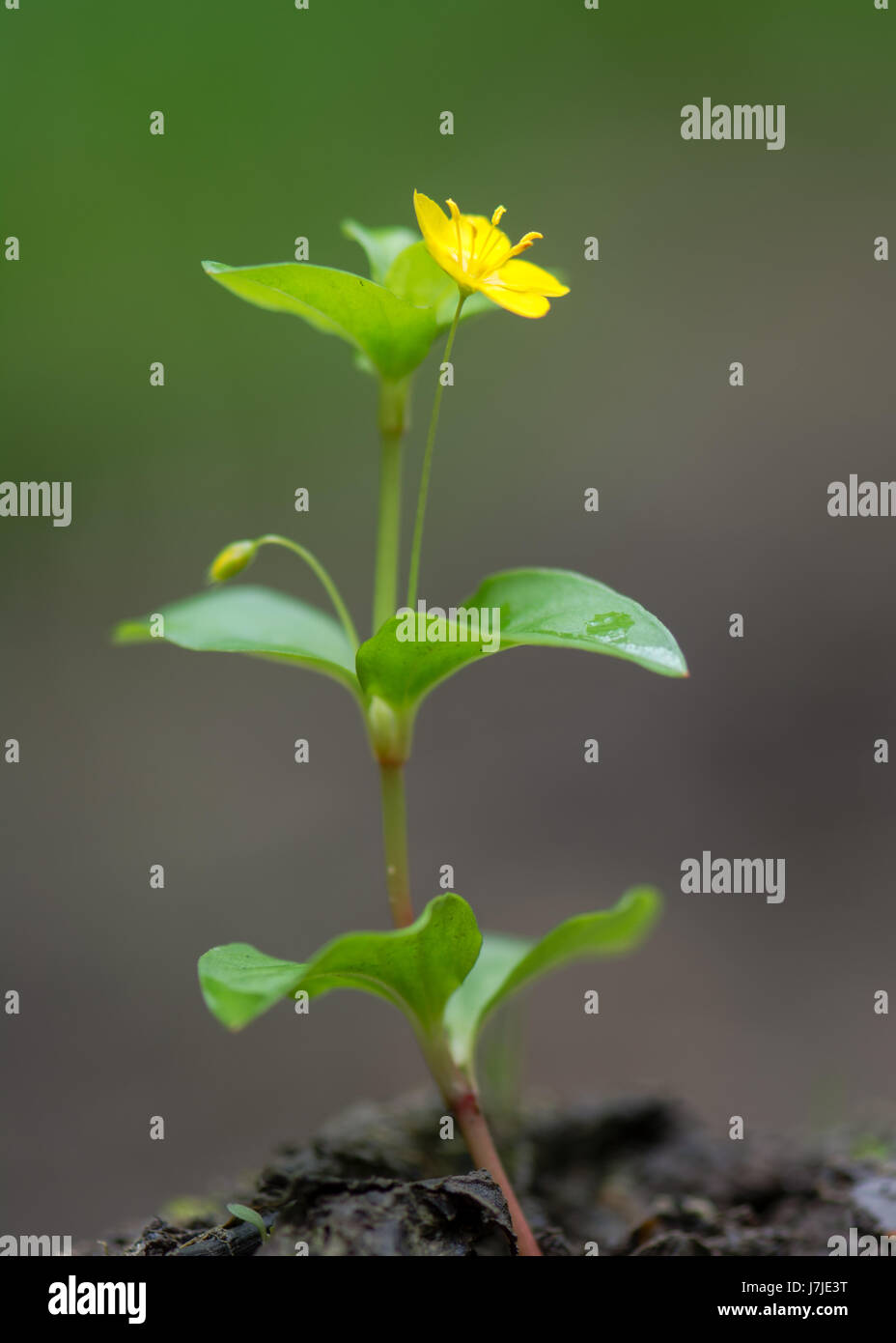 Gelbe Pimpernel (Lysimachia Nemorum) in Blüte. Niedrig wachsende Wald Pflanze in der Familie Schlüsselblume (Primulaceae), mit leuchtend goldene gelbe Blume Stockfoto