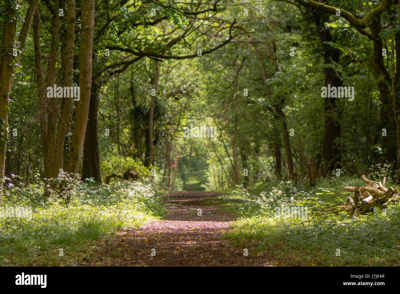 Pfad durch den britischen antiken Wald mit gefleckten Sonnenlicht. Blumen-Line fahren im Frühling in niedrigeren Wäldern, Gloucestershire, UK Stockfoto