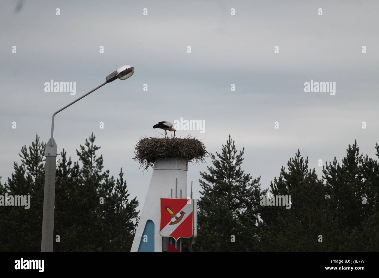 weiße stork(mother) füttern ihre Küken im großen Nest in regnerischen Frühlingstag Stockfoto