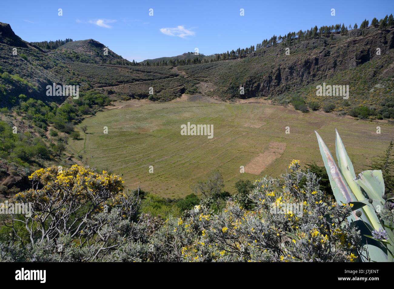 Caldera de Los Marteles, gefranst ein großen Vulkankrater mit Gran Canaria (Teline Microphylla) Ginsterbüsche, in der Nähe von Rincon, Gran Canaria. Stockfoto