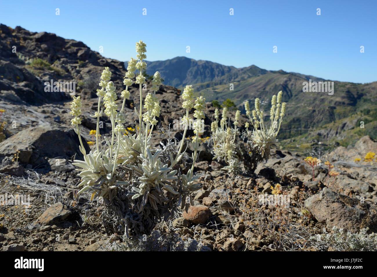 Berg Ironwort / weißer Salbei / Bergtee (Sideritis Dasygnaphala = Leucophae Dasygnaphala) ein Gran Canaria endemisch, blüht in vulkanischen Hochland. Stockfoto