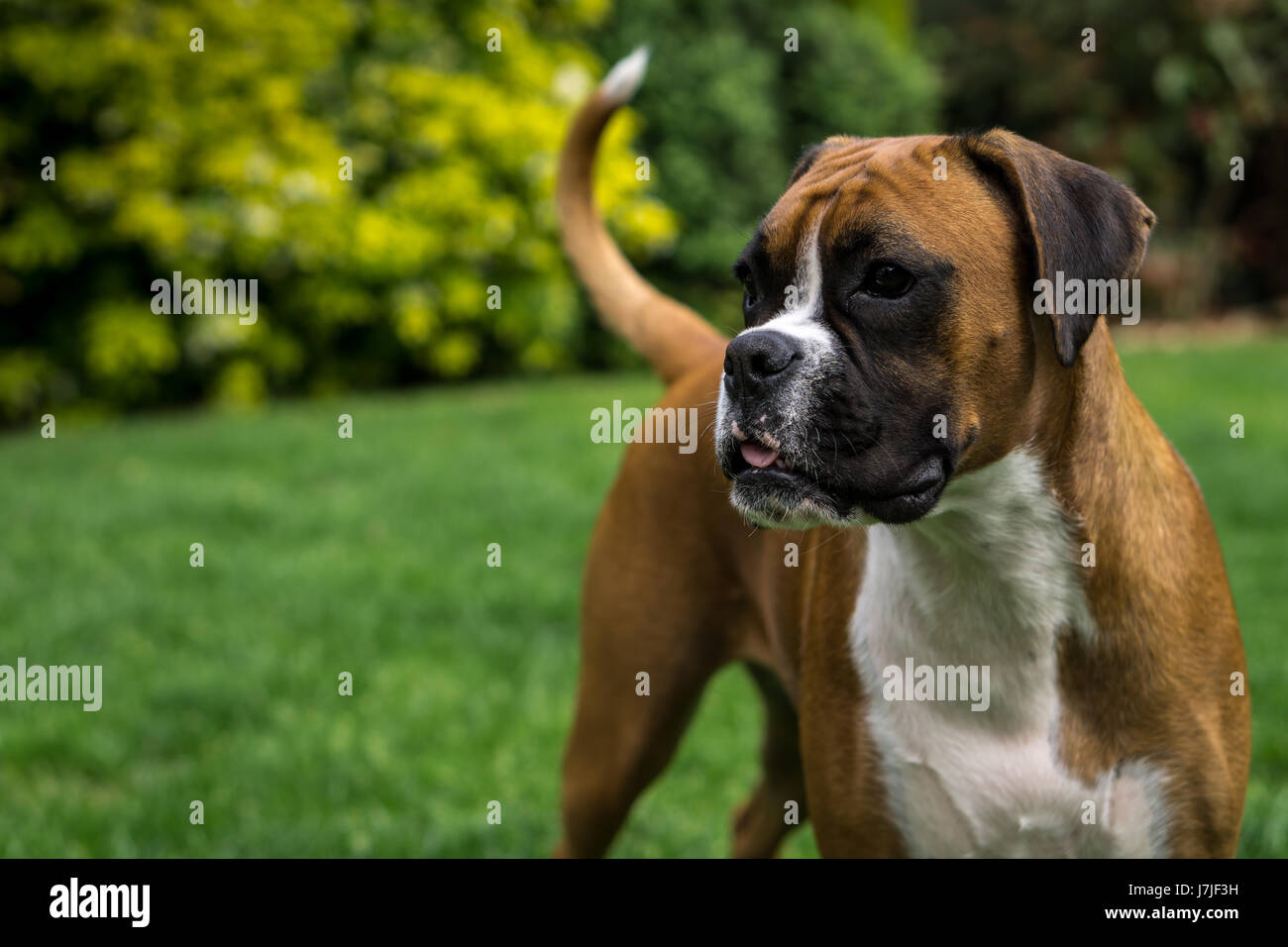 Boxer Hund rot und weiß Stockfoto