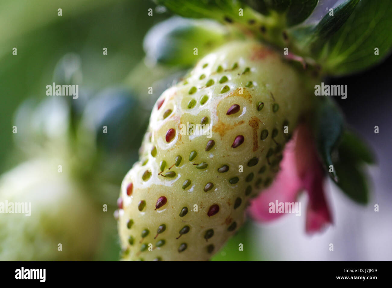 Fragaria Nahaufnahme.  Eine unreife Erdbeeranbau in einem Garten-Container.  Die Früchte in diesem Stadium wird innerhalb einer Woche oder zwei Reifen. Stockfoto