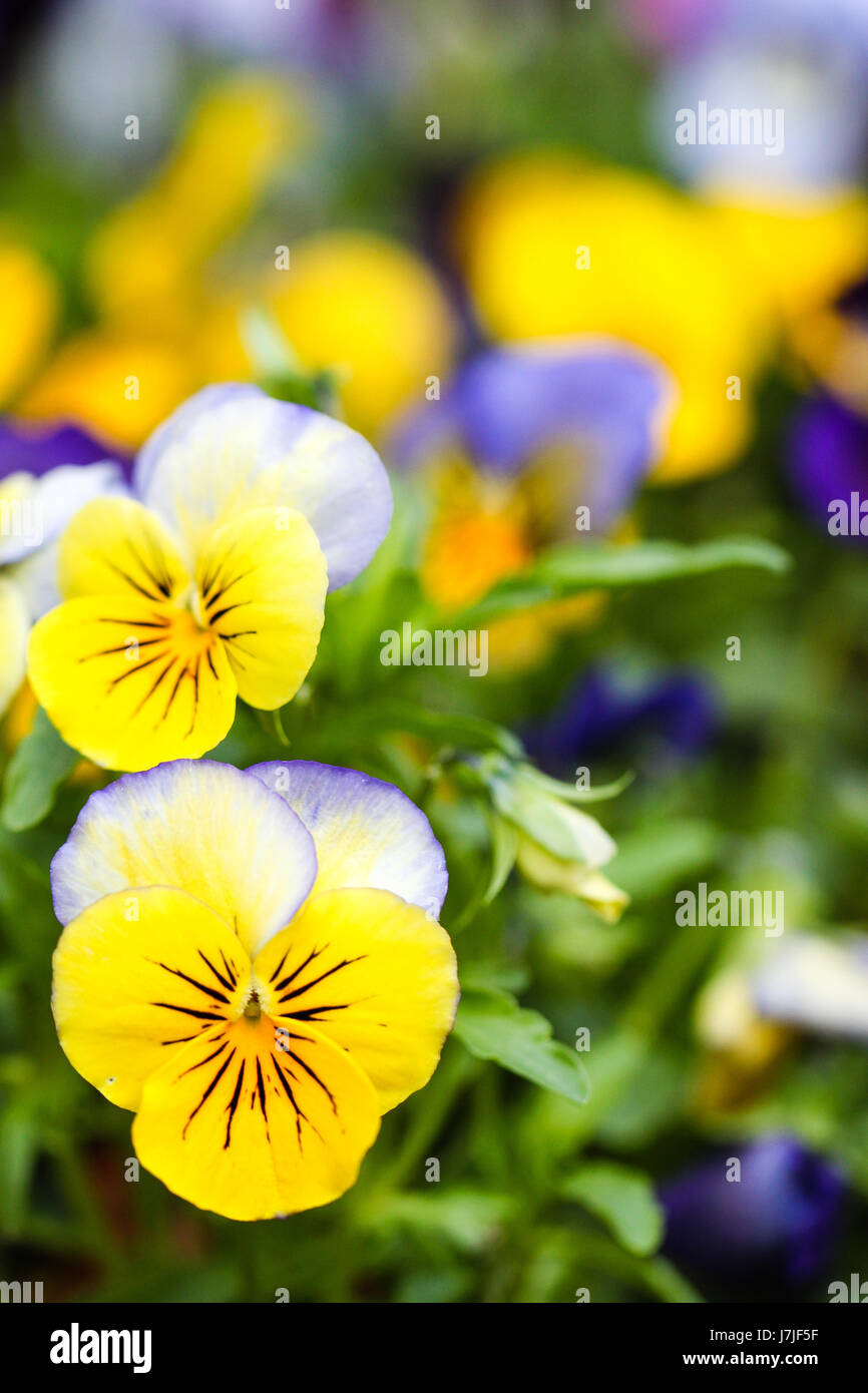 Viola Tricolor, eine Blume in der violetten Familie.  Nahaufnahme des hellen Stiefmütterchen betriebsbereit in einem Frühlingsgarten auspflanzen. Stockfoto
