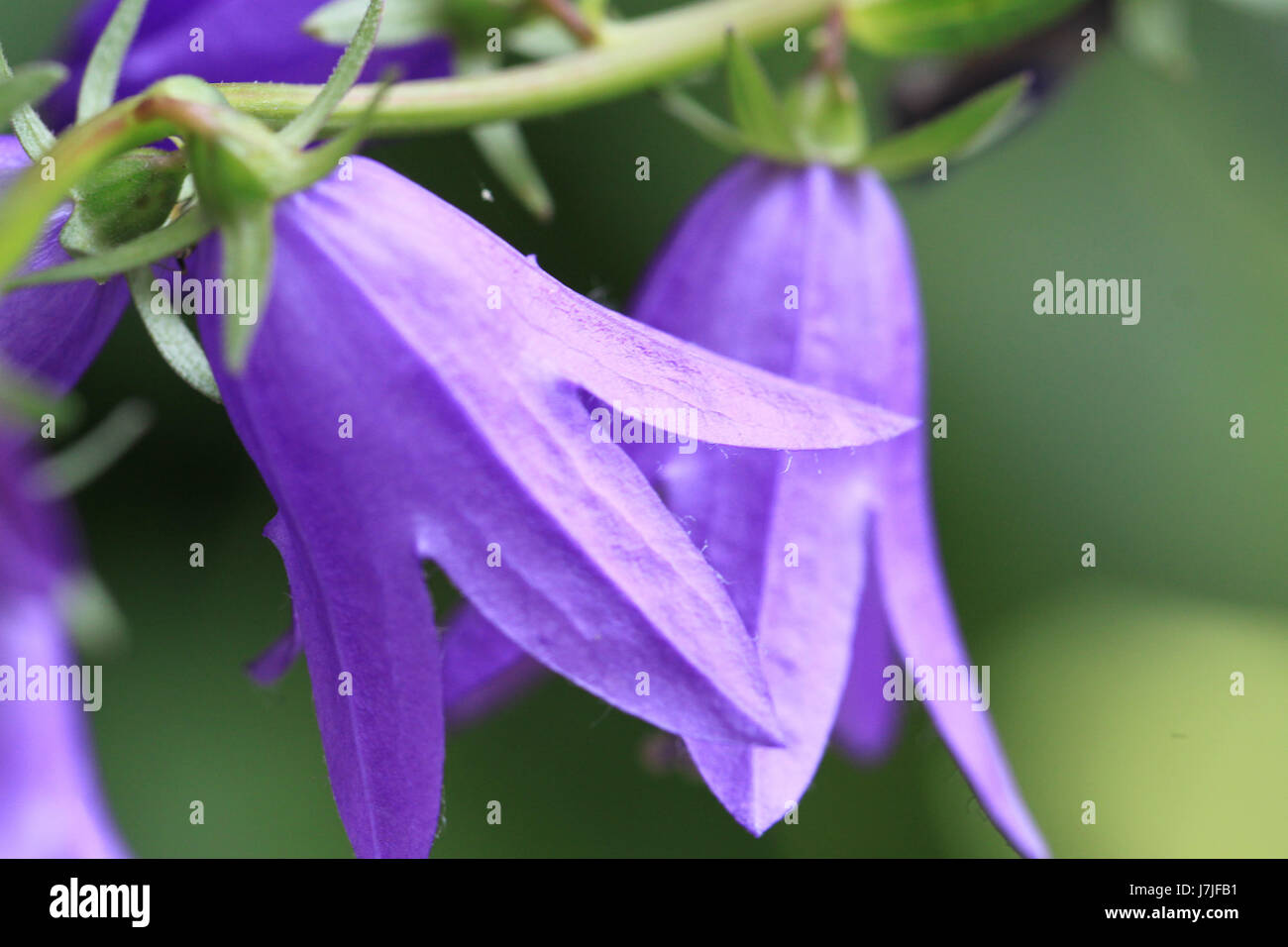 Schöne bläulich-violett-Glockenblume oder Glockenblume, Growng wild in einem Feld in der Nähe ein urbanes Zentrum. Stockfoto