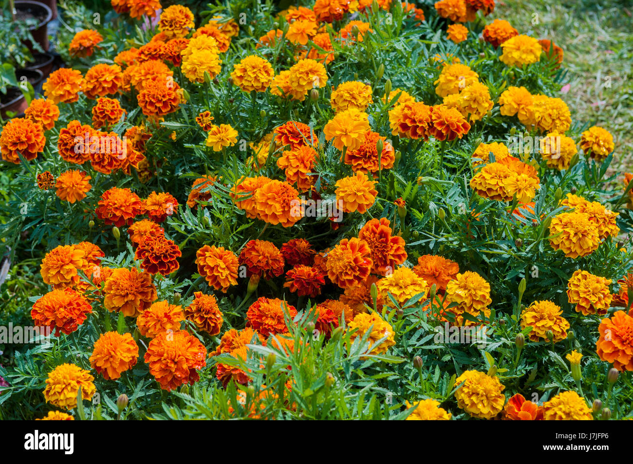Orange Ringelblumen in Töpfen Stockfoto