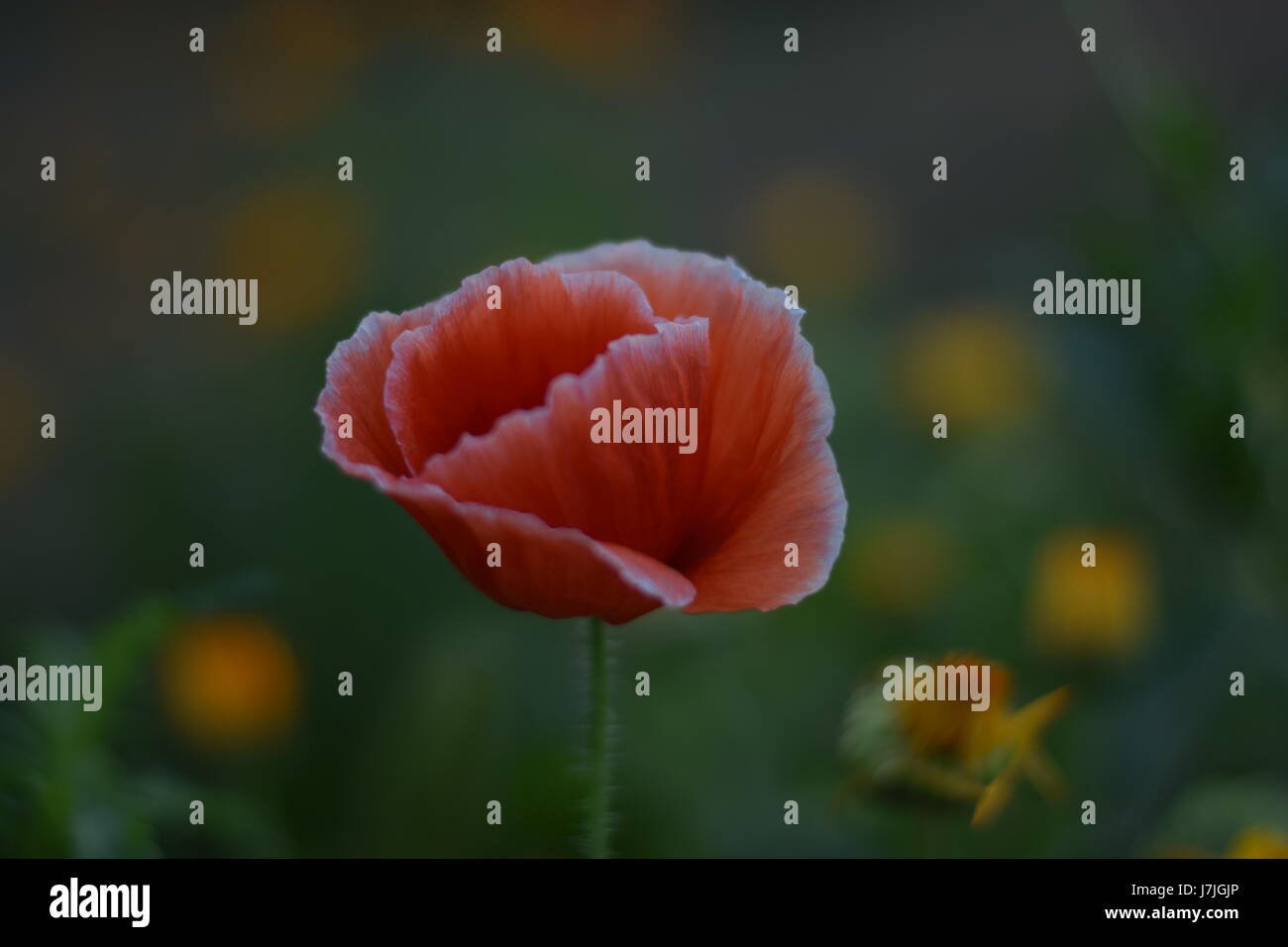 Eine rote Blume im Garten voller Senf gelben Blüten Stockfoto