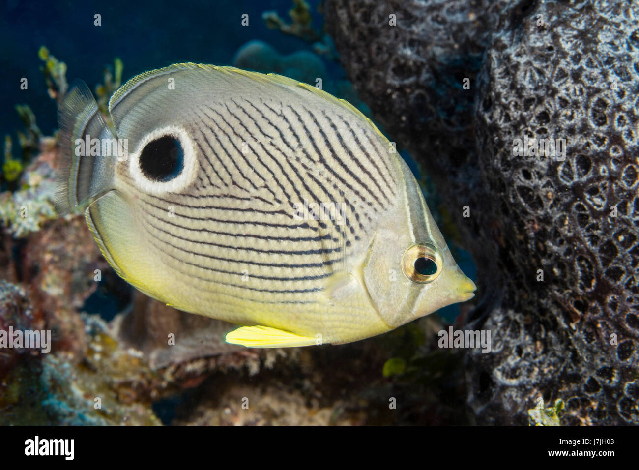 Foureye Butterflyfish, Chaetodontidae Capistratus, Jardines De La Reina, Kuba Stockfoto