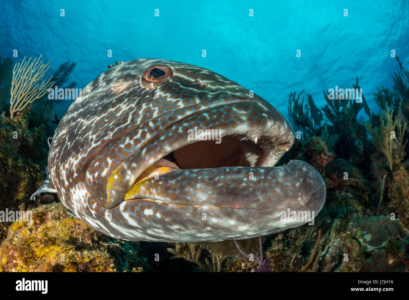 Black Grouper, Mycteroperca Bonaci Jardines De La Reina, Kuba Stockfoto