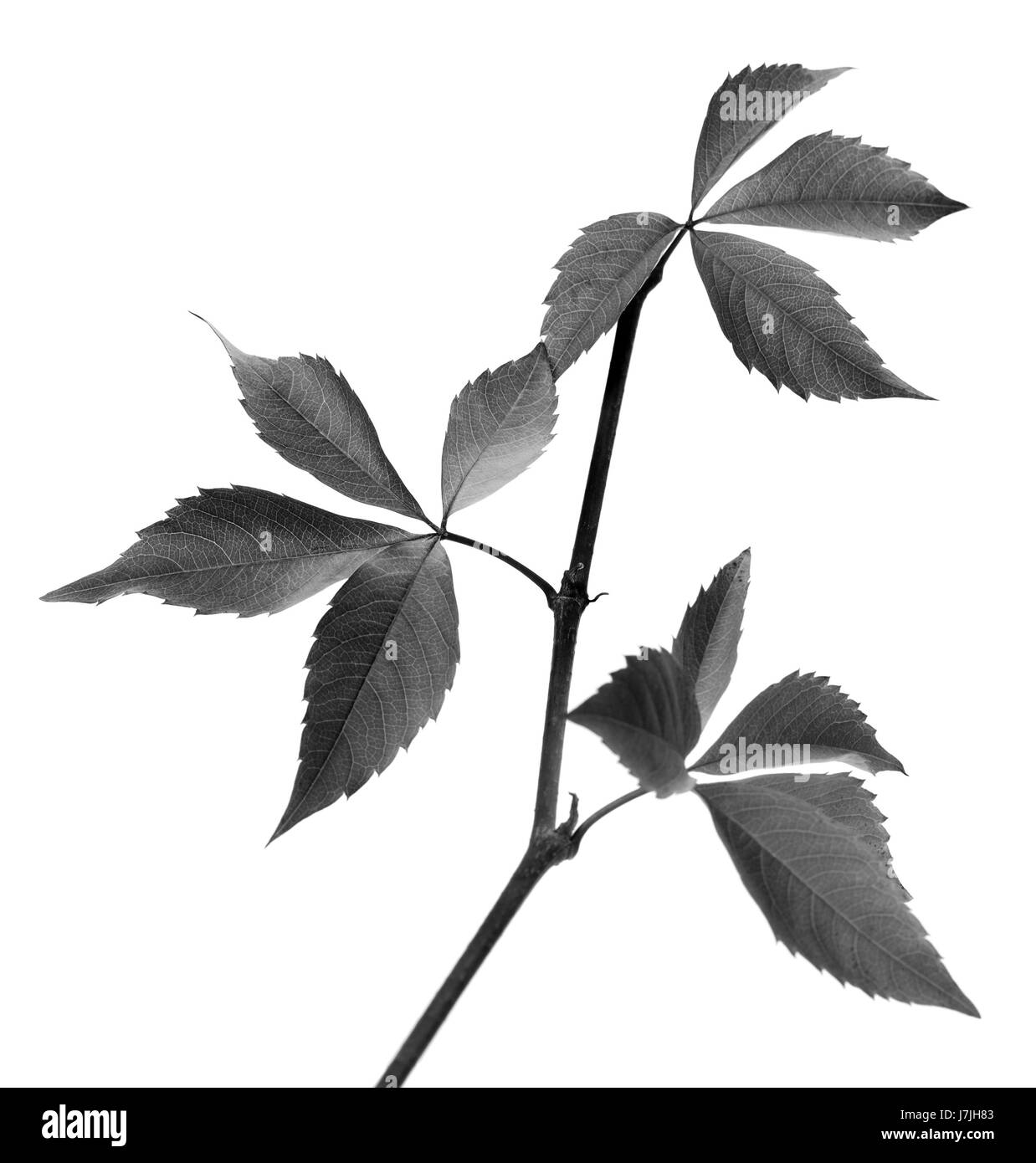 Schwarz / weiß-Zweig der Trauben verlässt. Parthenocissus Quinquefolia Laub. Isoliert auf weißem Hintergrund. Selektiven Fokus. Stockfoto