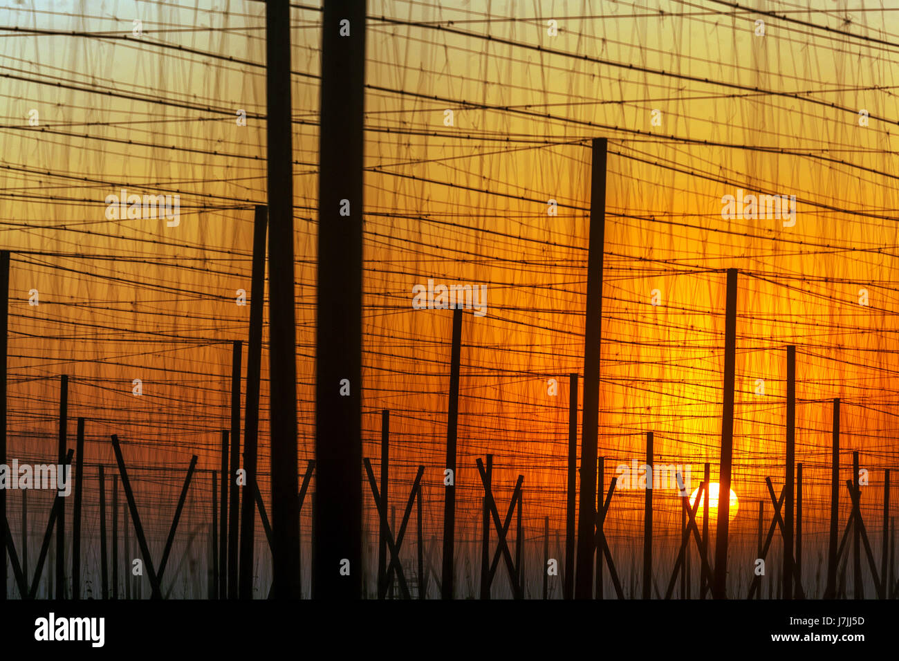 Morgen Sonnenaufgang, Hop Feld Pole, Žatec hop Region, Tschechische Republik, Europa Stockfoto