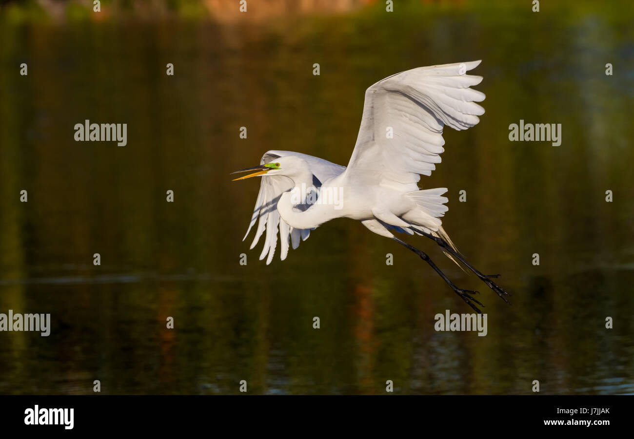 Mindestens Seeschwalben in paarungsritual, mit männlichen präsentieren mit Stockfoto