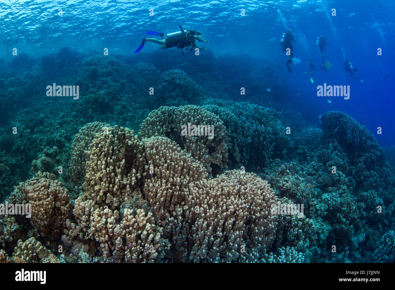 Taucher entdecken Sie harte Korallenriff im Roten Meer vor der Küste von Ägypten. Stockfoto