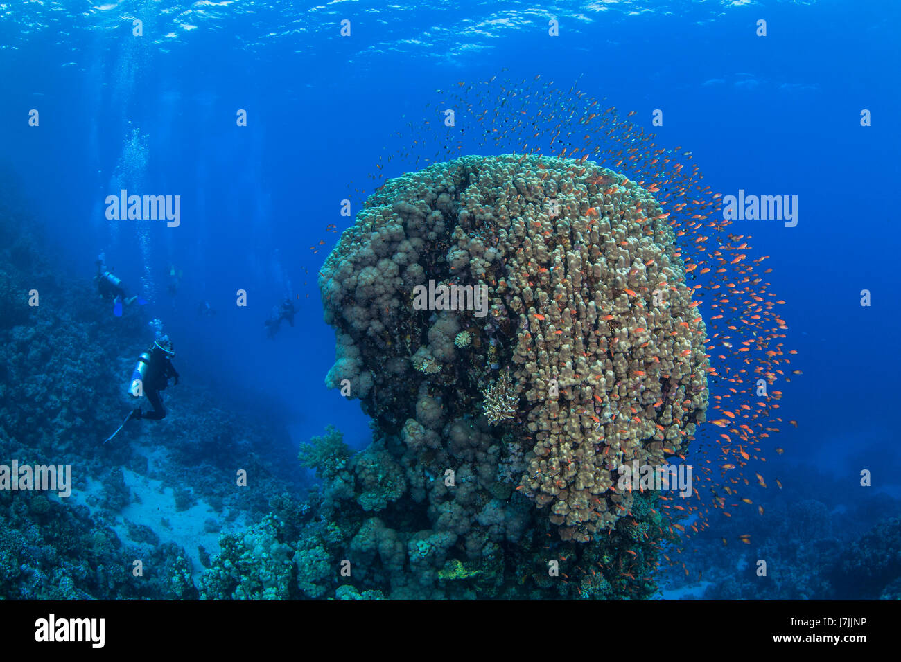 Scuba Diver Uhren bunte Fische Form Halo um Korallen Kuppel als Begleiter Taucher Riff blaue Wasser Hintergrund erkunden. Rotes Meer, Ägypten Stockfoto
