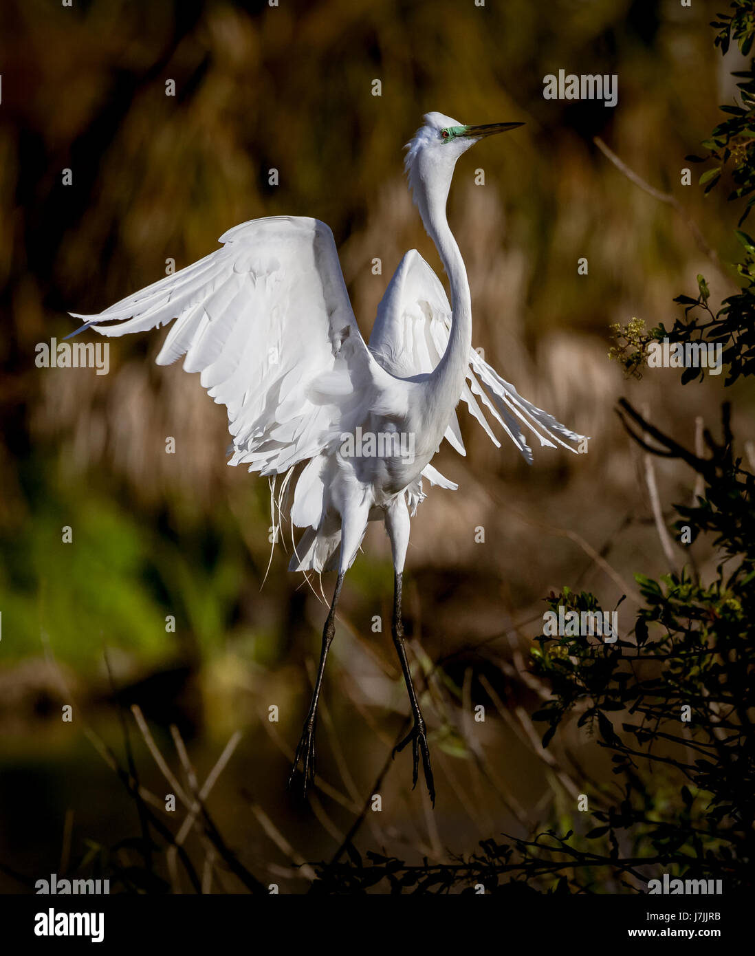 White Egret mit Zehen spitzen Stockfoto