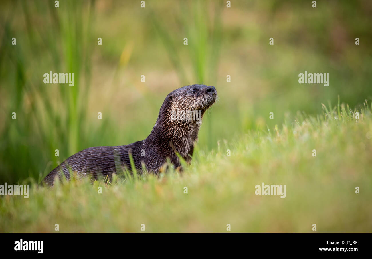 Wild Otter in West Coast Florida nass nach dem Fischen Stockfoto