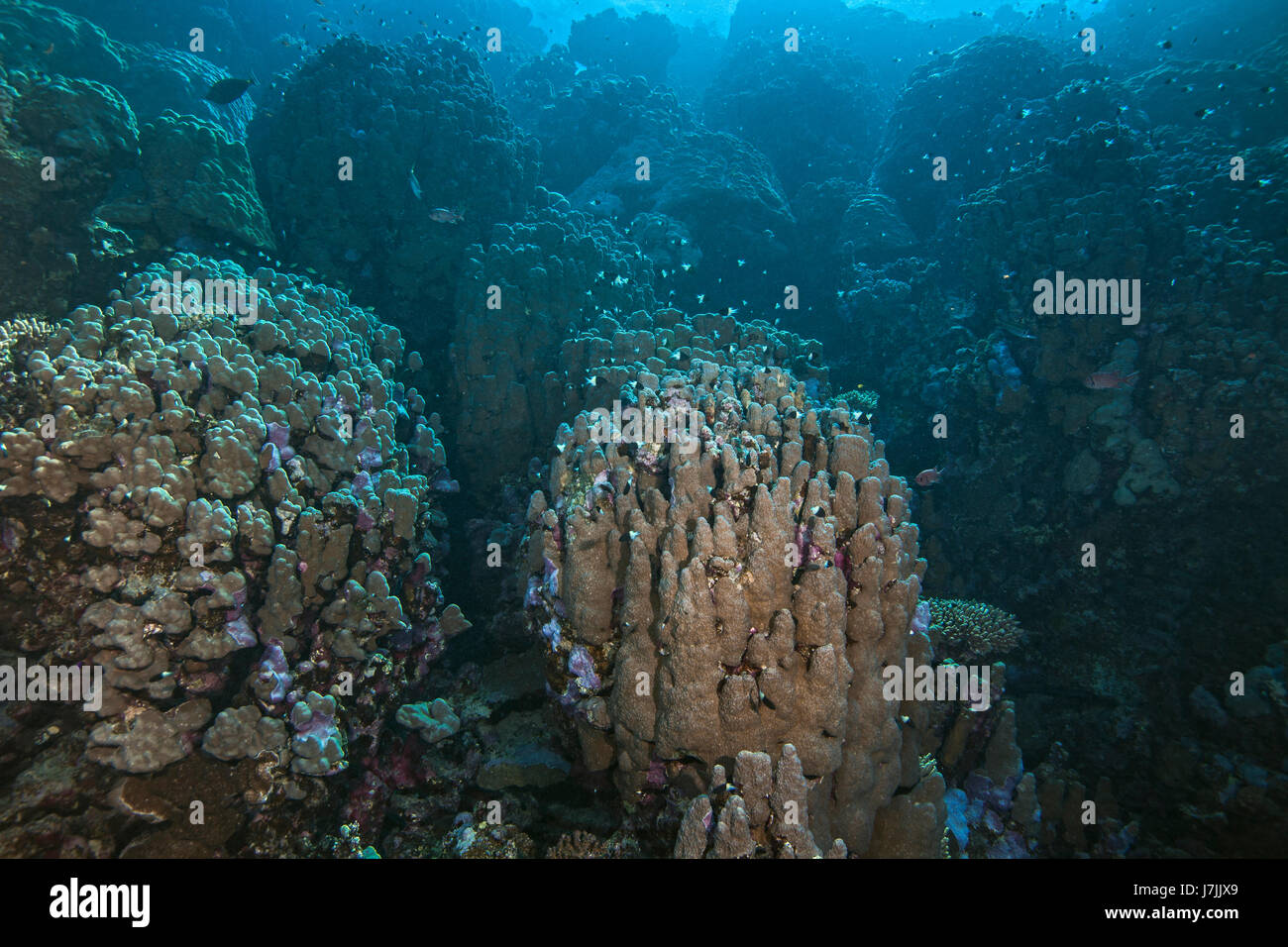 Seelandschaft von majestätischen Bergen schwer Korallenriffen im Roten Meer vor der Coasst des südlichen Ägypten in der Nähe von Port Ghalib. Stockfoto