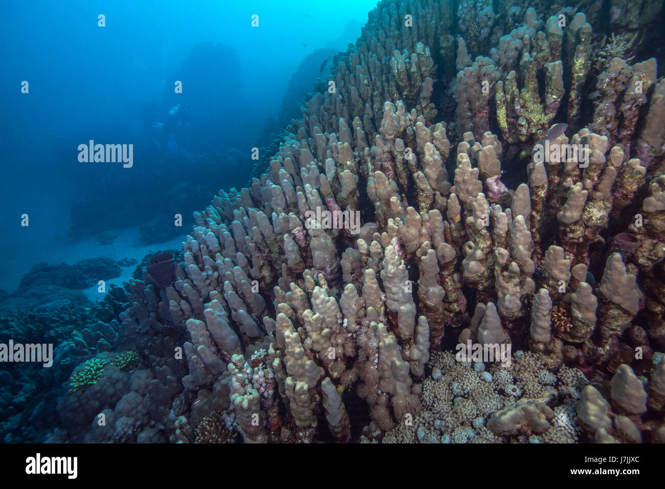 Close-Fokus Weitwinkel Bild des Porite schwer Korallenriffen im Roten Meer aus Küste des südlichen Ägypten in der Nähe von Port Ghalib. Stockfoto